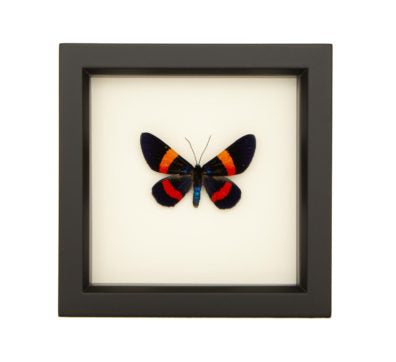 Milionia Framed Moth