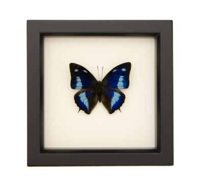 Mottled Leafwing Framed Butterfly