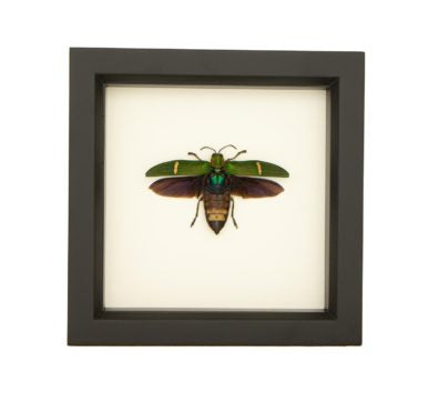 Opulent Jewel Beetle Framed