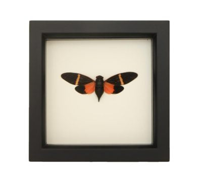 Petite Cicada Framed