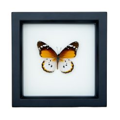 Plain Tiger Butterfly Framed