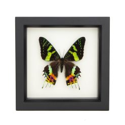 Framed Sunset Moth