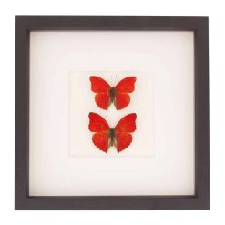 Framed Sangria Butterfly Collection