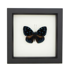 Starry Night Butterfly