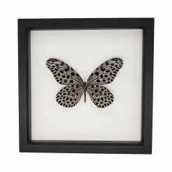 Malaysian Giant Tree Nymph