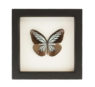 Wanderer Framed Butterfly