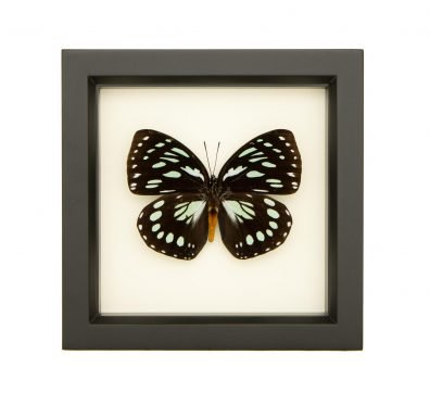 African Queen Butterfly Framed