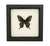 Alpine Black Swallowtail Framed Butterfly