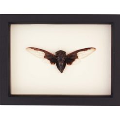 Framed Batwing Cicada