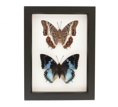 Charaxes Butterfly Collection Framed