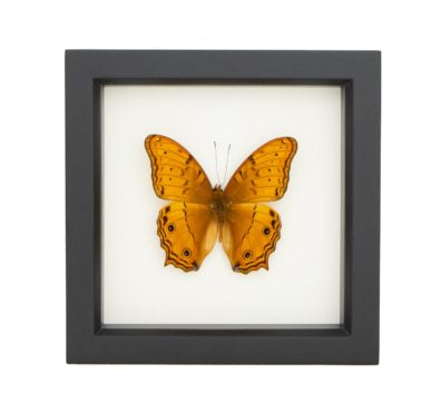 Cruiser Butterfly Framed