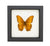 Cruiser Butterfly Framed