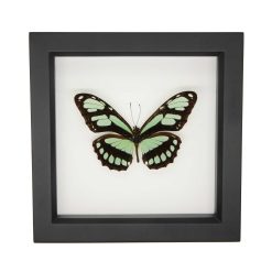 Framed Dido Longwing