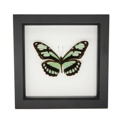 Dido Longwing Butterfly