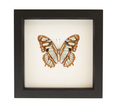 Malachite Butterfly Framed (underside)