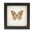 Malachite Butterfly Framed (underside)