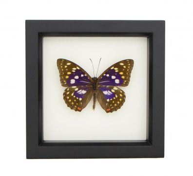 Japanese Emperor Framed Butterfly