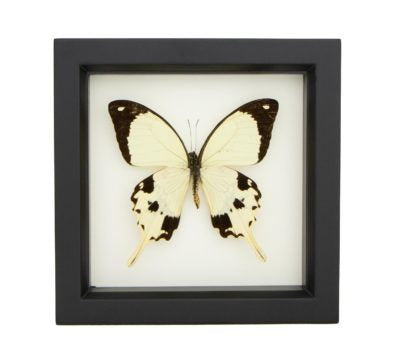 Mocker Butterfly Framed