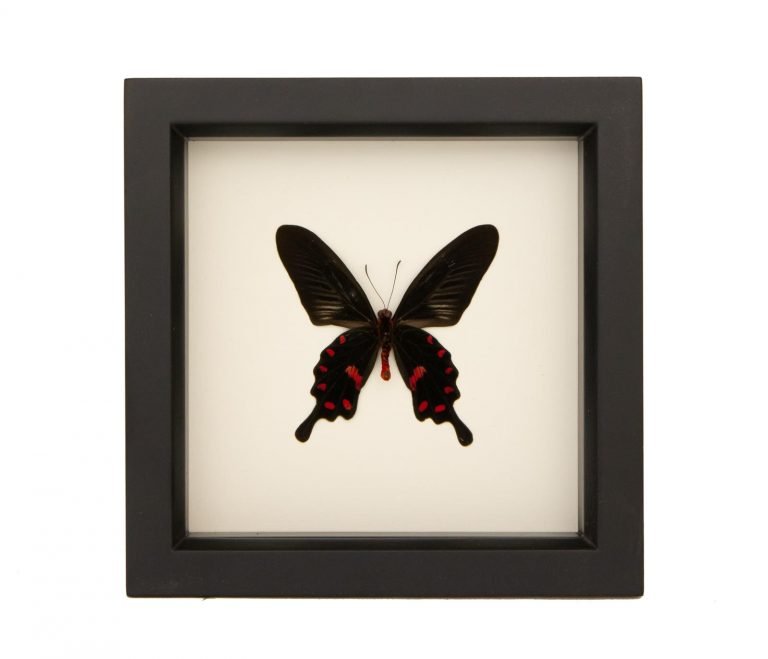 Pink Rose Butterfly Framed