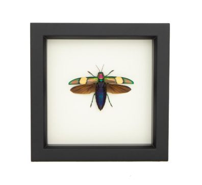 Metallic Wood Boring Beetle Framed