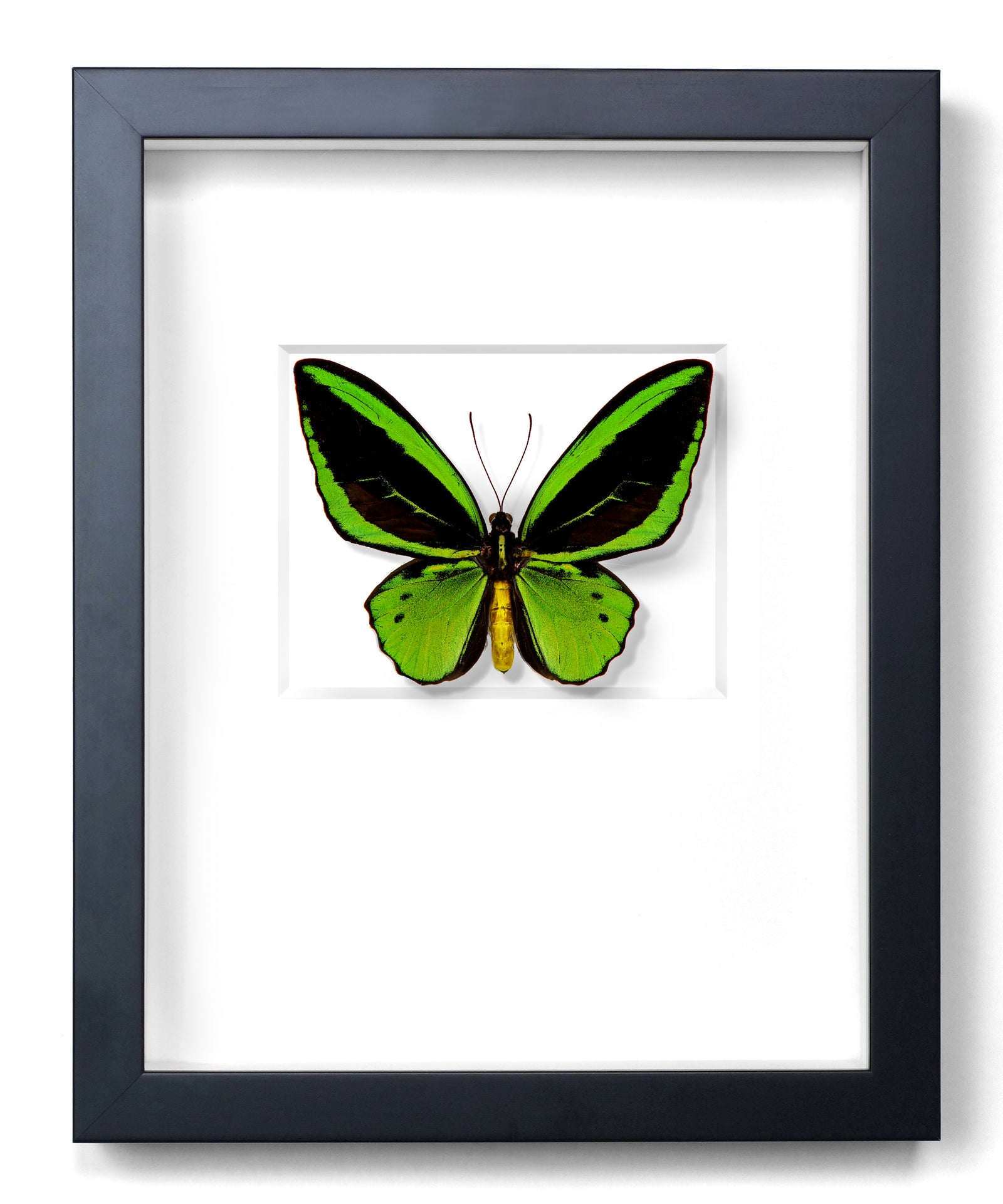 Green Cairns Birdwing by Christopher Marley