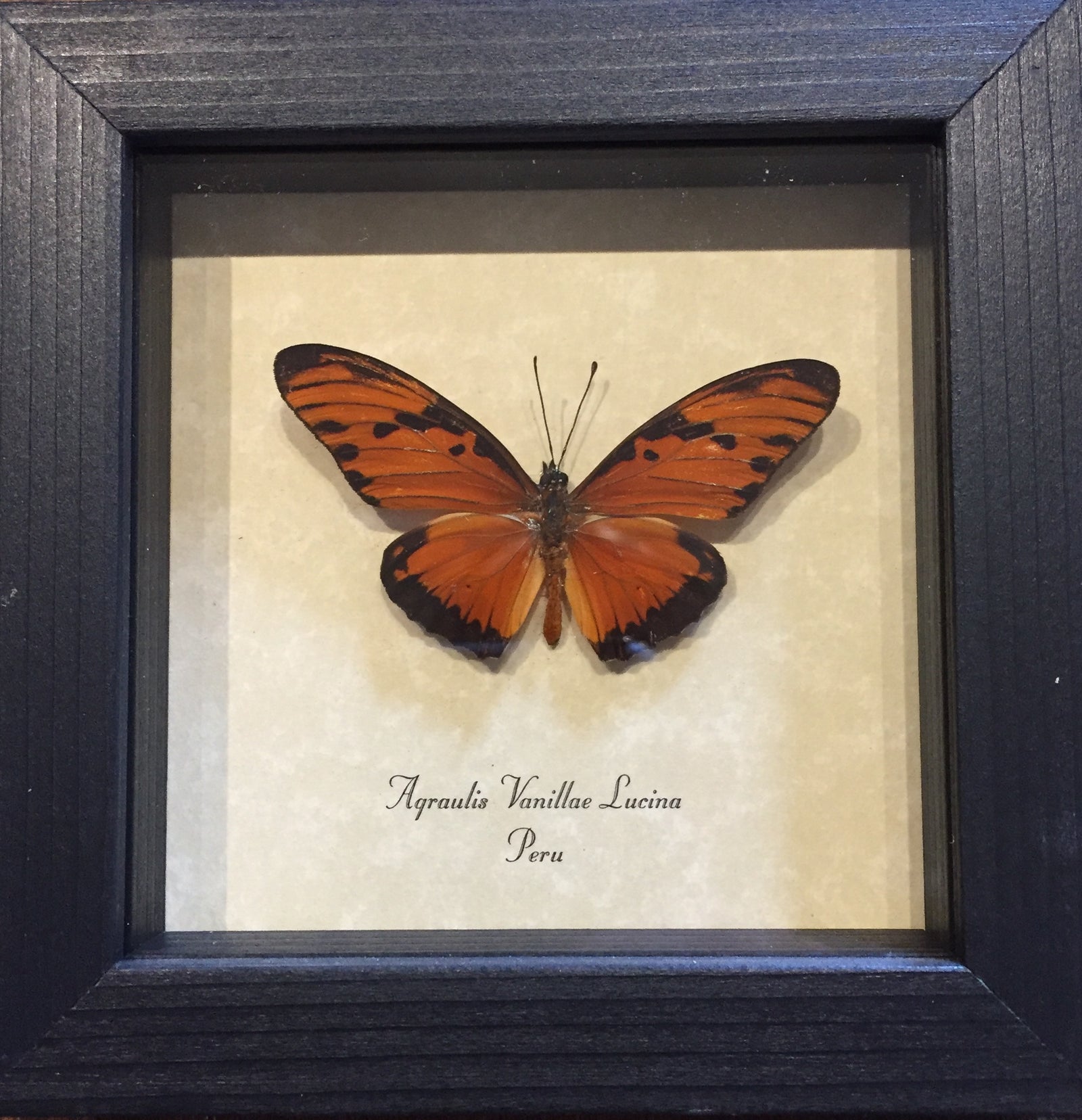 Agraulis Vanillae Lucina