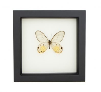 Amber Glasswing Butterfly Framed