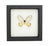 Amber Glasswing Butterfly Framed