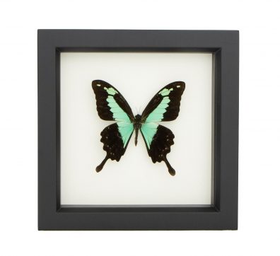 Apple Green Swallowtail Butterfly (Papilio phorcas) Framed