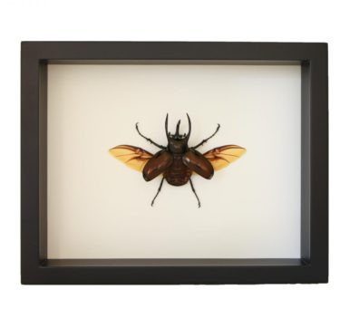 Atlas Beetle Chalcosoma atlas