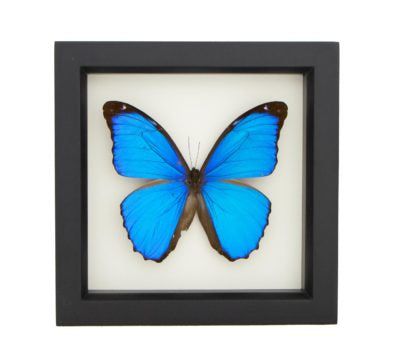 Morpho Butterfly Morpho menelaus
