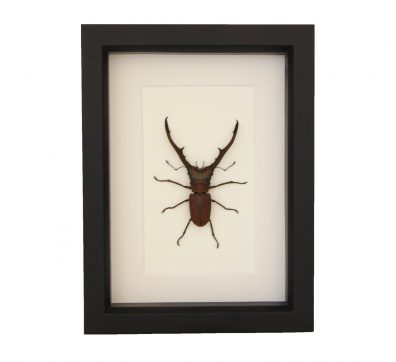 Pincher Beetle Cyclommatus metallifer Framed