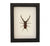 Pincher Beetle Cyclommatus metallifer Framed