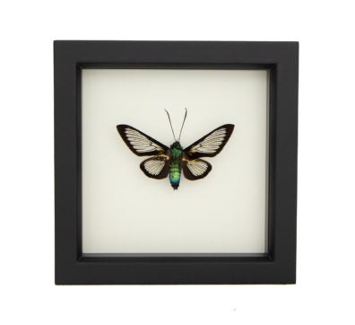 Bee Mimic Moth (Cocytia d'urvillei) Framed