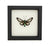 Bee Mimic Moth (Cocytia d'urvillei) Framed
