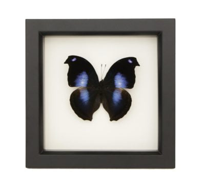 Blue Moonset Hookwing Butterfly (Napeocles jocund) Framed
