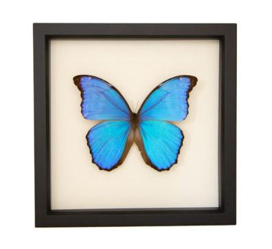 Blue Morpho Didius Framed