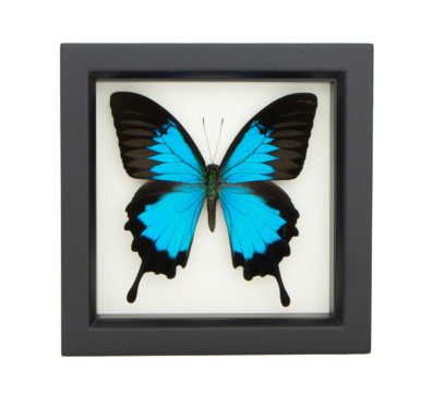 Blue Mountain Swallowtail Framed Butterfly