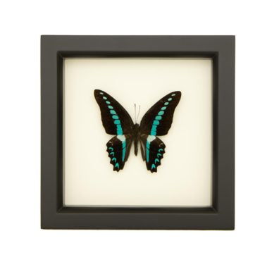 Blue Triangle Butterfly (Graphium sarpedon) Framed