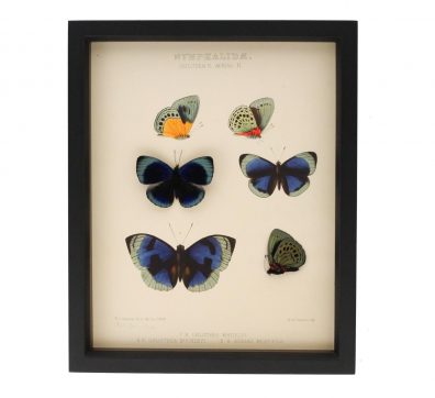 Charles Darwin Butterfly Natural History Display