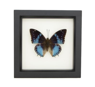 Blue Charaxes Butterfly (Charaxes smaragdalis) Framed
