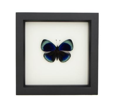 Charles Darwin Butterfly (Asterope leprieuri) Framed
