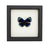Charles Darwin Butterfly (Asterope leprieuri) Framed