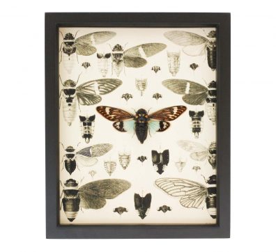 Cicada Natural History Display