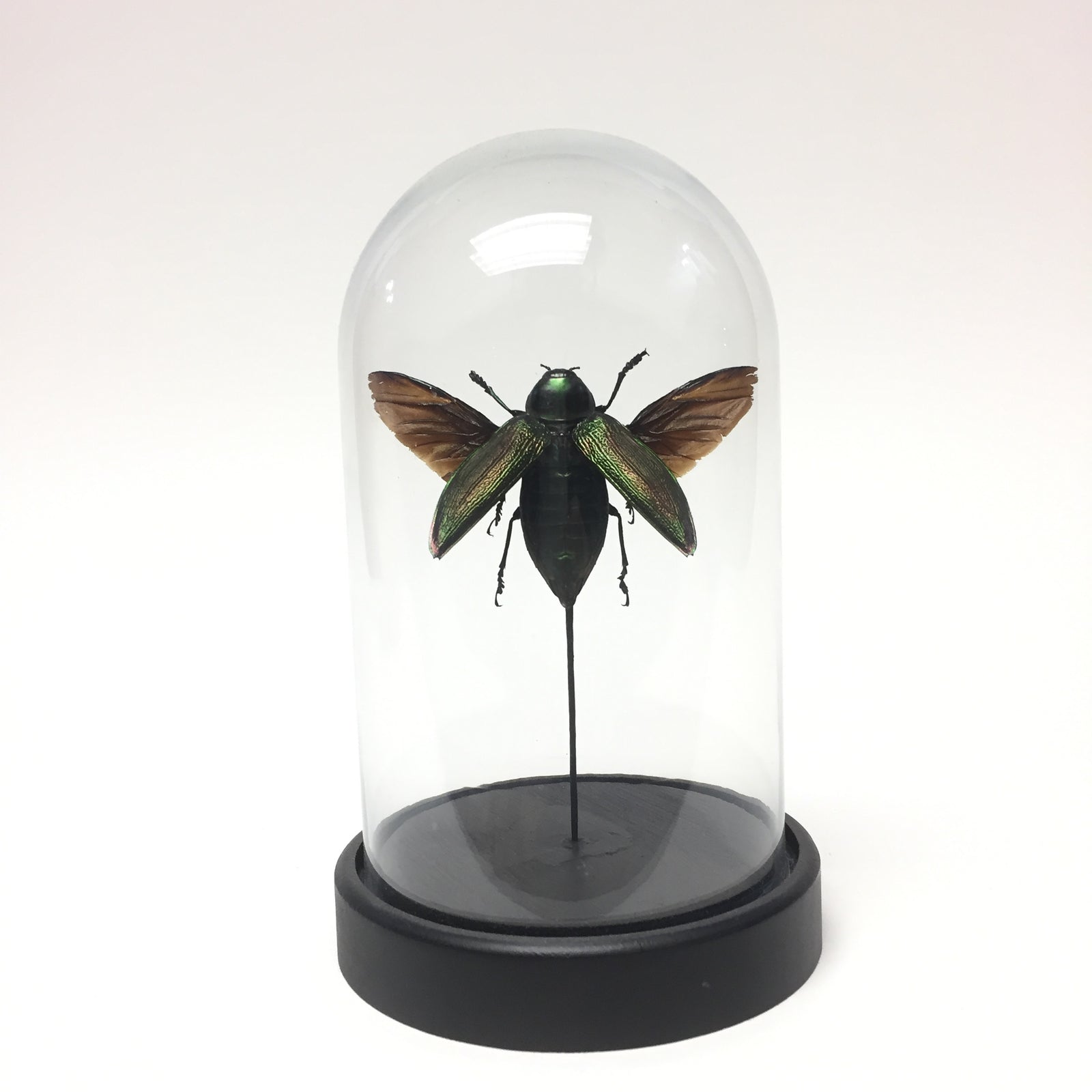 Eucrhroma Gigantea  in Dome