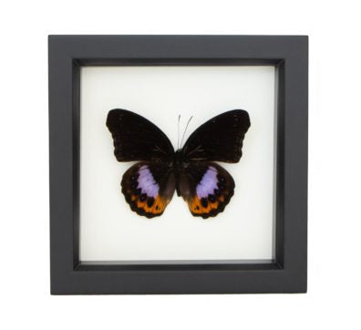 Eggfly Butterfly (Hypolimnas pandarus) Framed