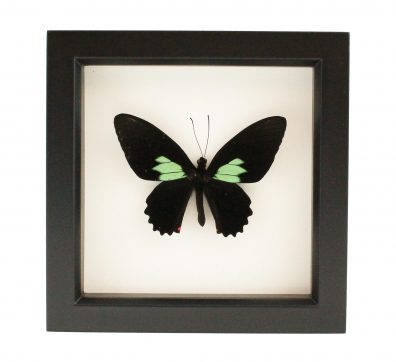 Emerald Patch Cattleheart Butterfly Framed