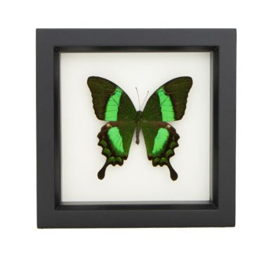 Emerald Swallowtail Butterfly (Papilio palinurus) Framed