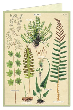 Ferns Greeting Card & Envelope