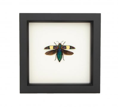Fulgens Jewel Beetle Framed